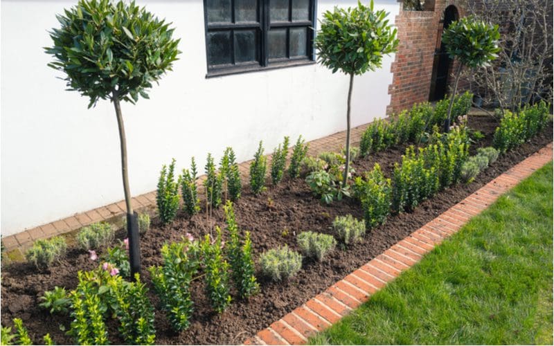 For a piece on flower bed ideas, a number of boxwoods and bay trees inside a brick-lined flower bed