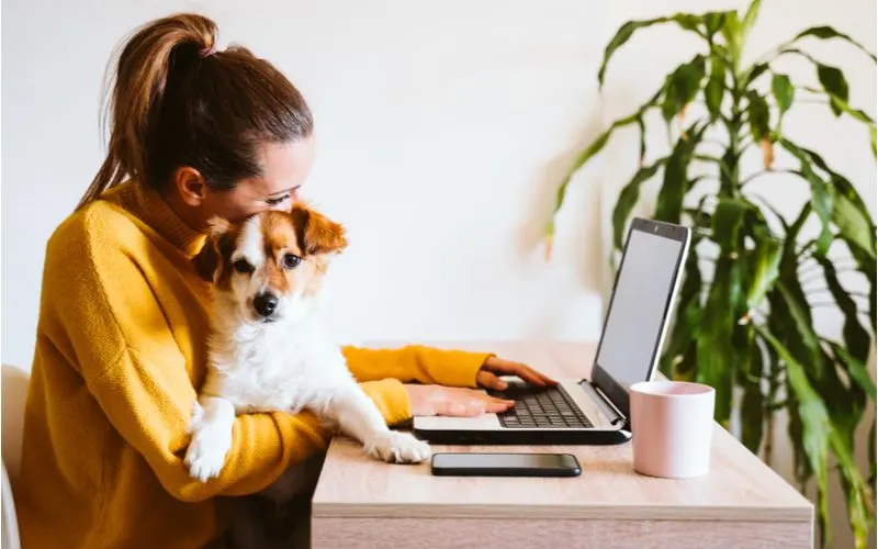 Image to show the minimum desk dimensions needed for an at-home office featuring a woman in a yellow sweater with a dog on her lap