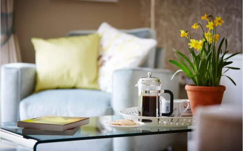 Coffee table decor including a potted plant and a French press full of coffee sit next to some magazines on a coffee tray