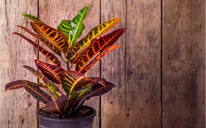 Croton tropical house plant with green and slightly red leaves sits in front of a vertical barnwood lined wall