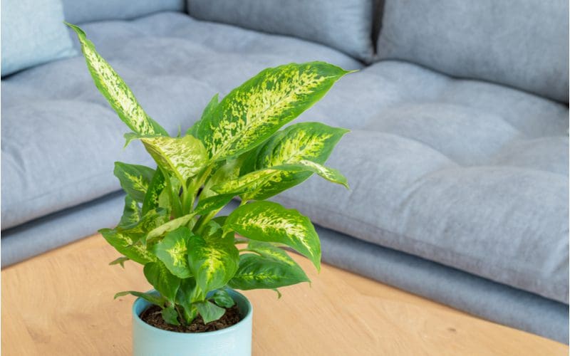 Dumb cane house plant in a white porcelain pot sitting on a brown coffee table next to a grey couch