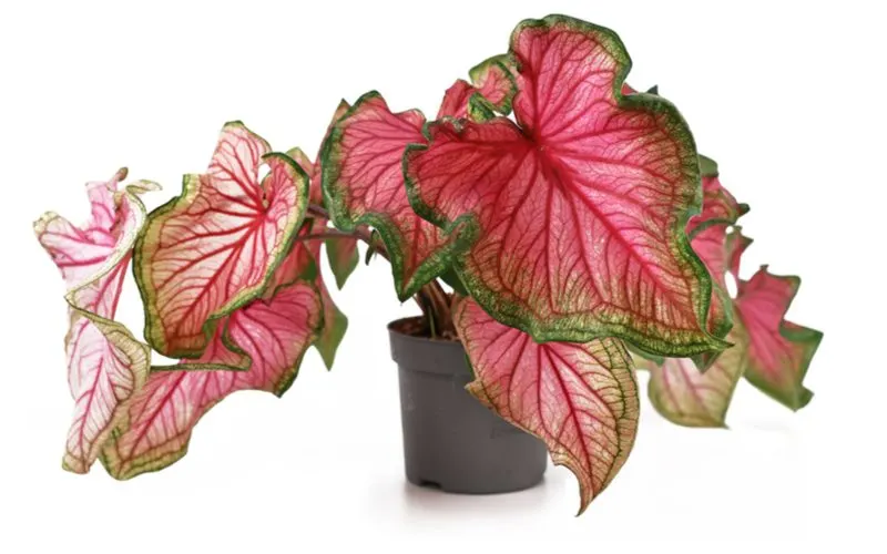 Photo of a Caladium, a tropical house plant, in pink and red coloring in a lightbox image