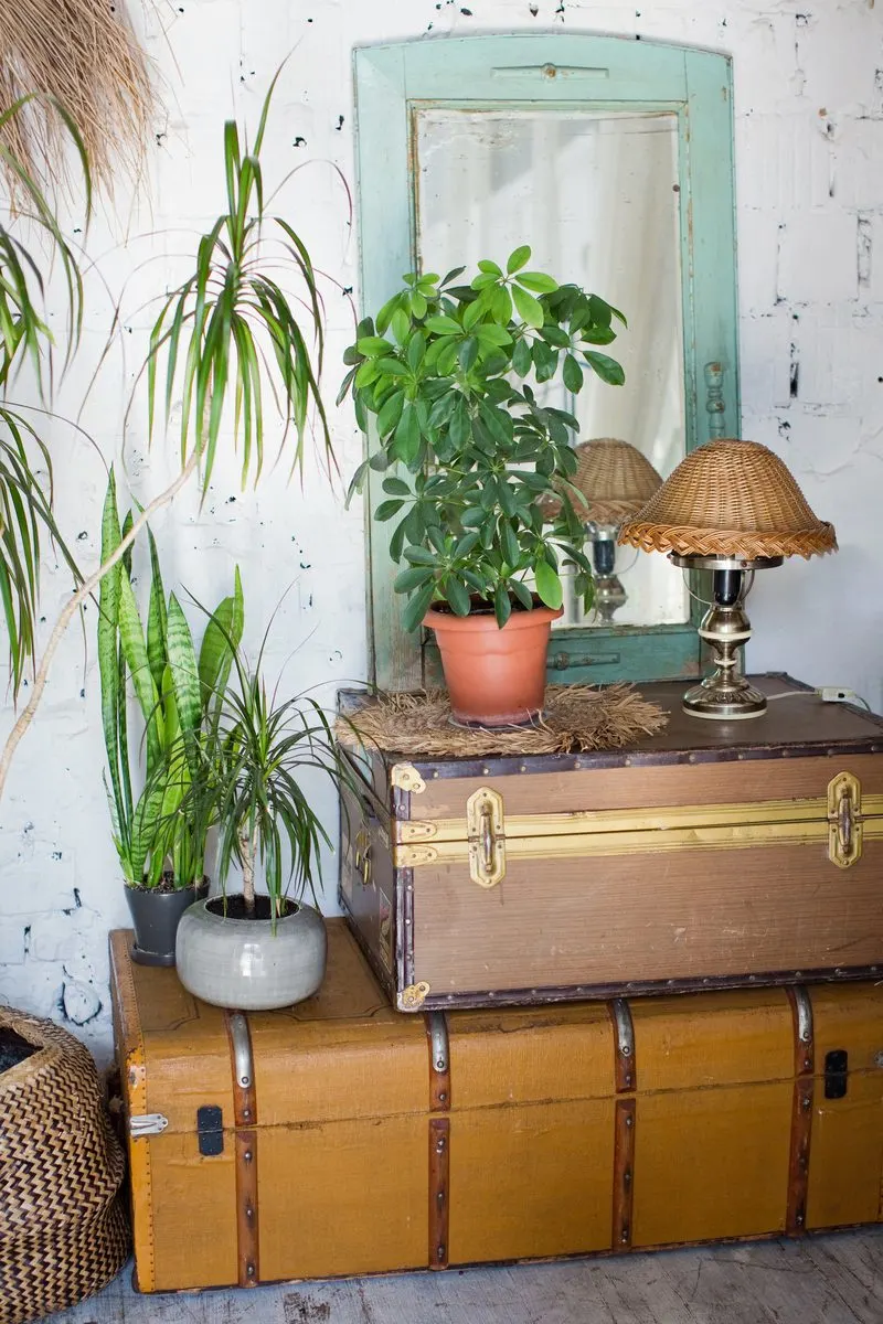 Vintage suitcase trunk and weaved wooden lamp next to a green painted mirror with lots of plants scattered about