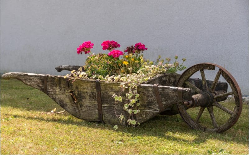 Image for a post titled Landscaping Ideas for Front of House featuring a wheelbarrow planter in the middle of a green lawn