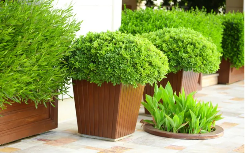 Front of house landscaping idea with a potted plant with wooden planter housing boxwoods
