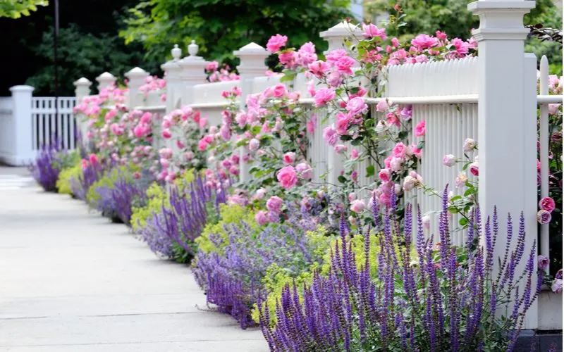Flower bed ideas that uses Utilize Climbing Flowers to Hang Over Your Flower Bed
