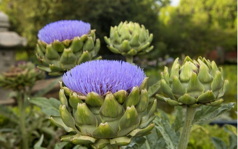 Artichokes in a flower bed next to vegetation for a piece on flower bed ideas
