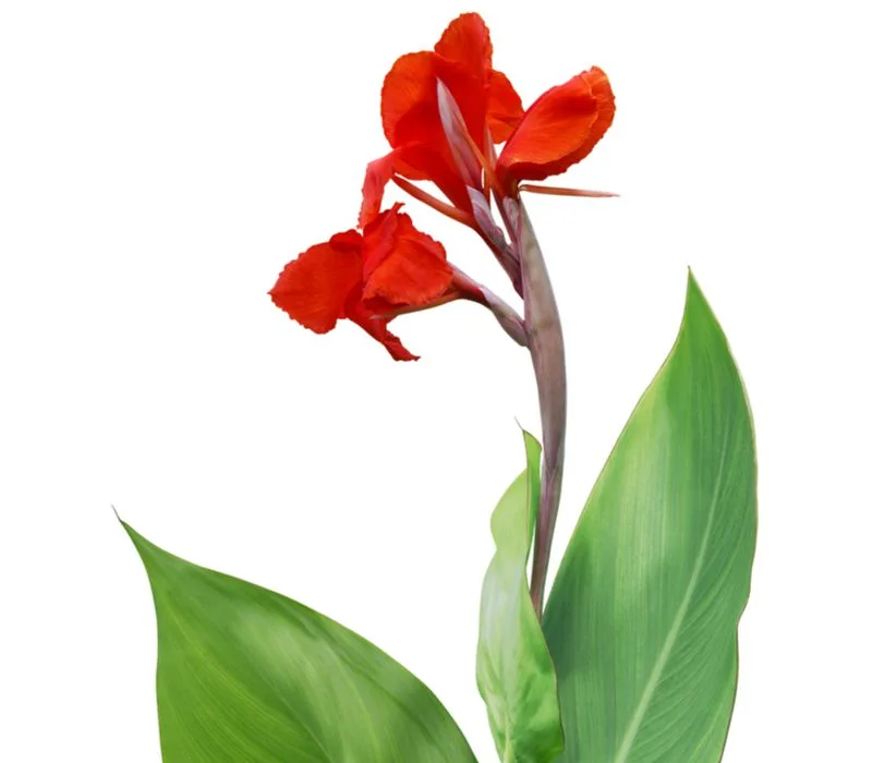 Canna Lily (one of our favorite tropical house plants) in a lightbox with green leaves