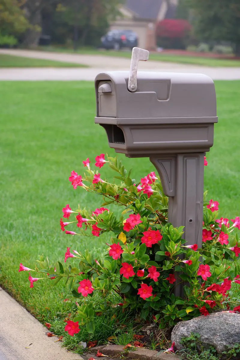 Plastic mailbox with flowers surrounding the base for a piece on front yard landscaping ideas