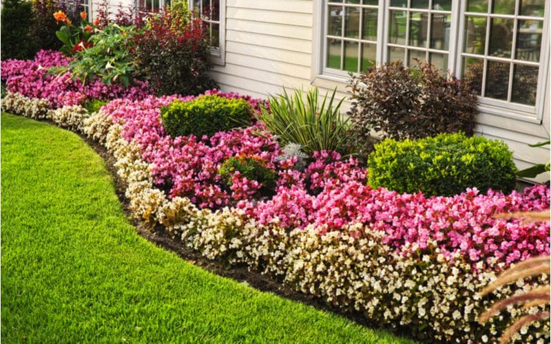 Soil or mulch lawn edging idea that's wavy and separates the pink and white flower bed from the green lawn on the side of a windowed house with hardie board siding