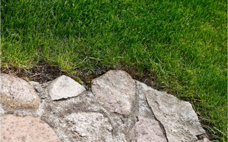 Rustic flat flagstones as a unique lawn edging idea viewed in a close-up image