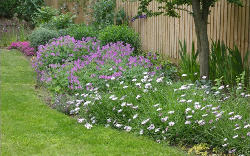 Image for a roundup titled Lawn Edging Ideas with lots of flowers in purple and white colors