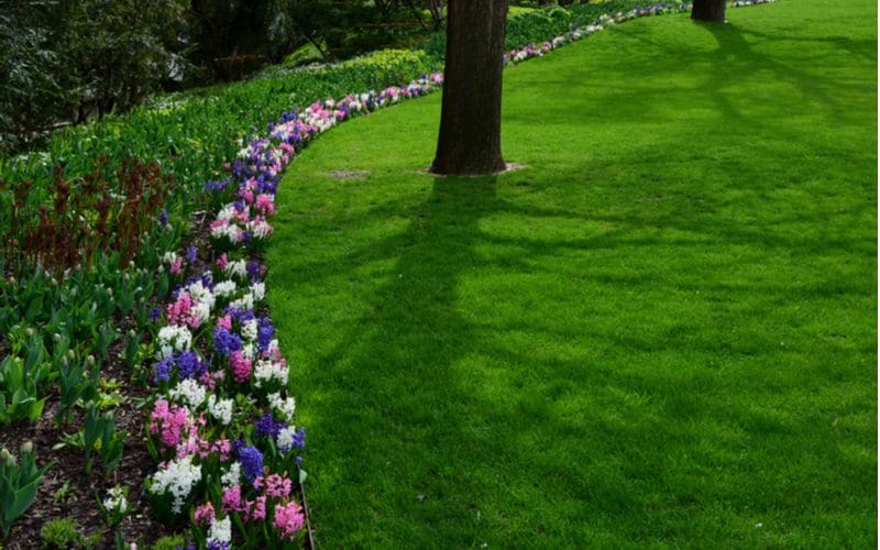 Simple metal strip and flower lawn edging idea separating a gorgeous lawn from the purple, pink and white flowers and green landscaping