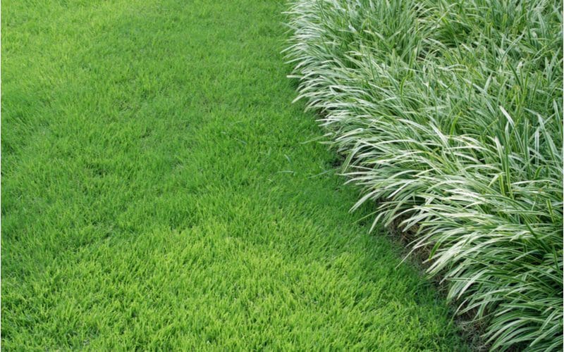 Ornamental grass used as lawn edging butting directly up to the yard