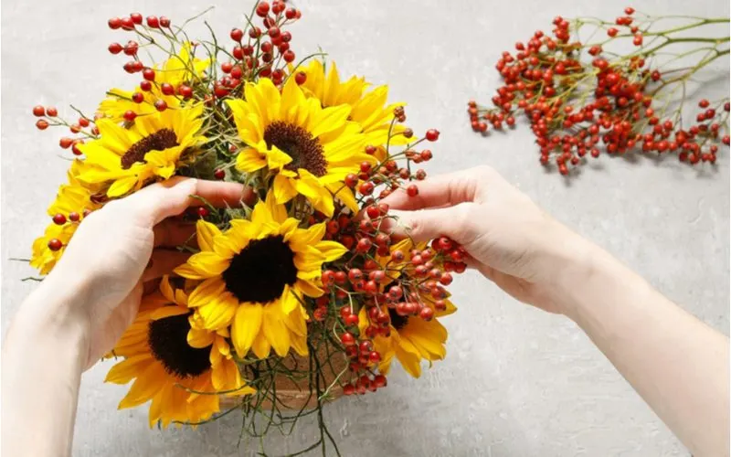 Aerial view of a florist making a fall centerpiece out of sunflowers and dried cranberry plants