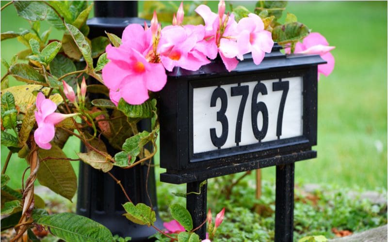 House number idea made of a lighted box with numbers in the middle of a flower bed