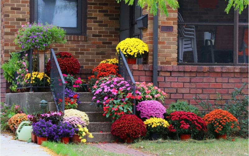 Colorful and vibrant entryway planter idea housing many marigolds and voluminous colorful plants