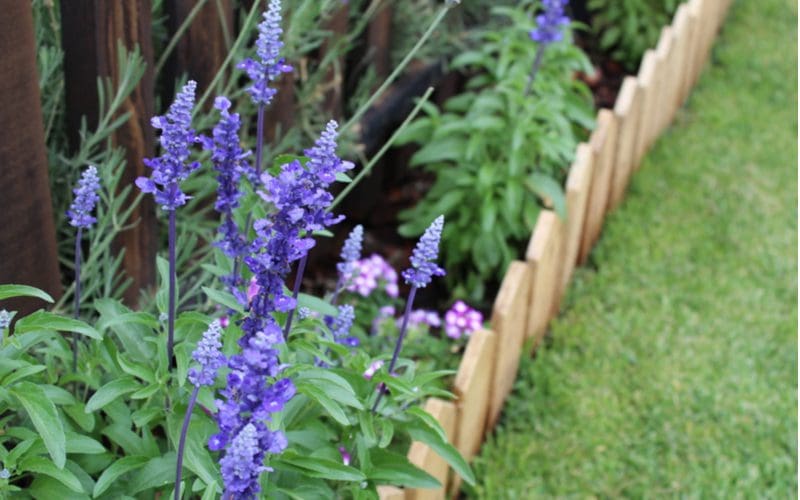 Flat Wooden Fencing used as a lawn edging idea holding in blue salvia plants and separating them from the green yard