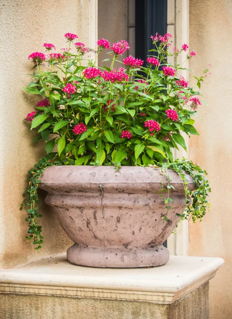 Italian-style entryway planter idea made of stone in a round bowl shape with purple flowers growing from it