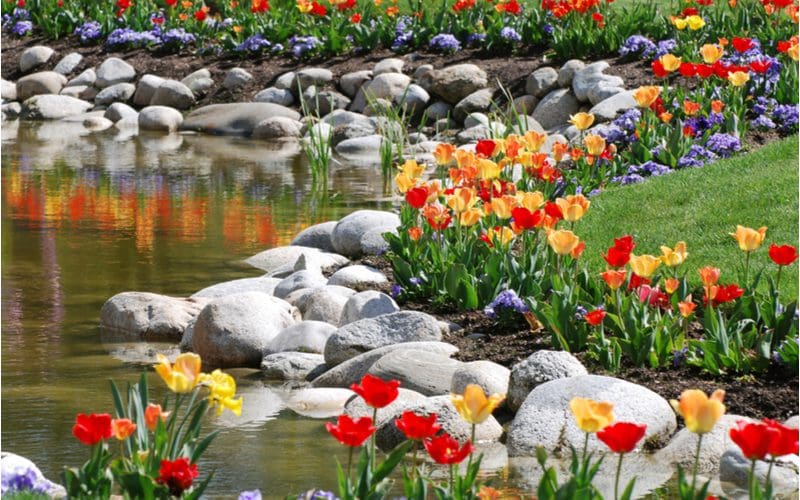 Natural stone and flowers used as a lawn edging ideas for a yard that butts up to a pond