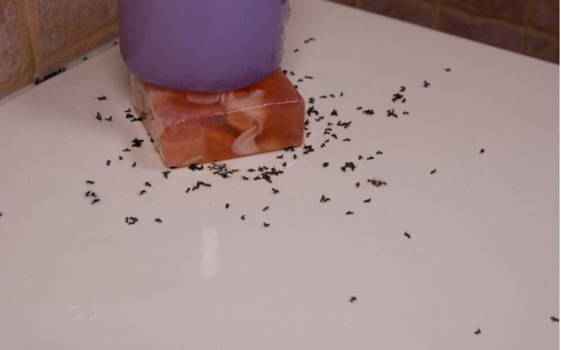 Many ants in the bathroom on a counter below the soap bar and soap dispenser