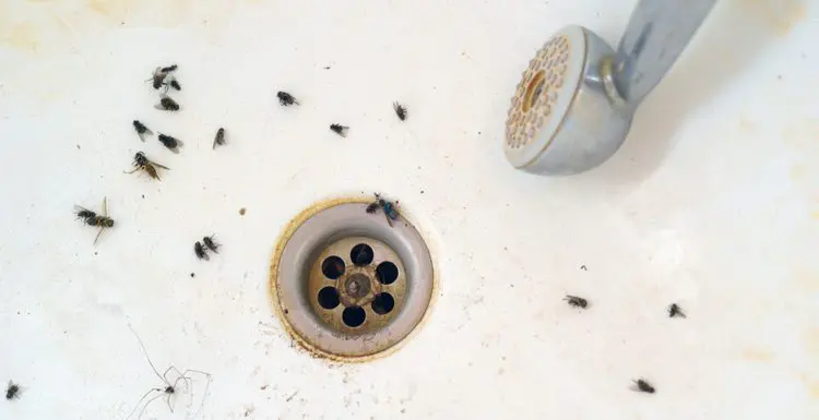 Various tiny bugs in a bathroom surrounding the drain next to a showerhead