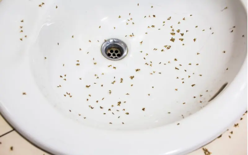 Tiny bugs in bathroom sink (drain flies) for a piece on how to get rid of them