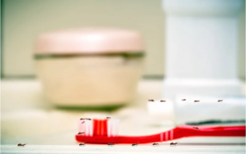 Ants in bathroom crawling on a toothbrush and on the sink and counter depicted in a close-up image