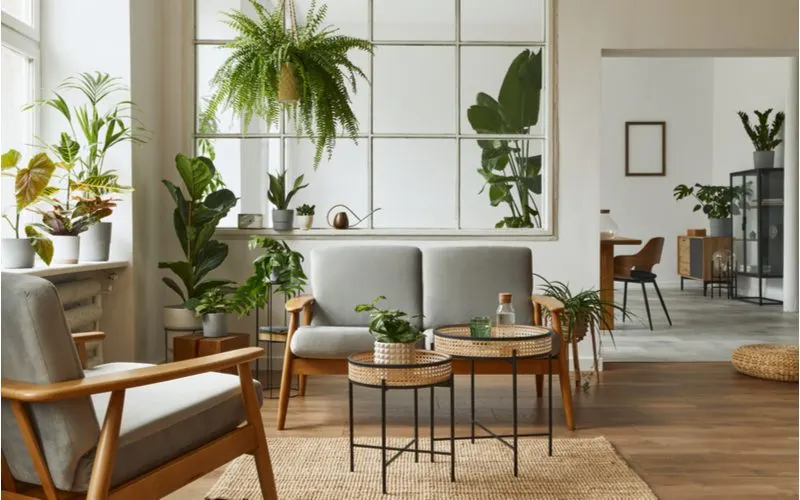 Image for a piece on room ideas featuring ample plants scattered about in a living room with wooden weaved furniture