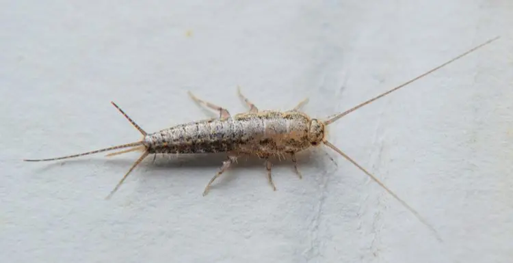 For a piece titled Tiny Bugs in Bathroom, a silverfish crawls on a vanity top