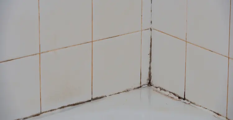 Mold in Shower Caulk? Try These Easy Fixes