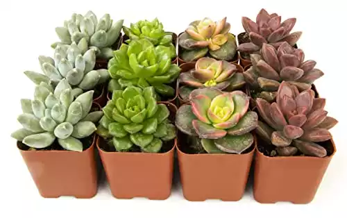 Succulent Plants (12 Pack) Fully Rooted