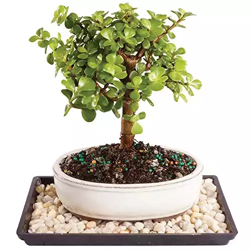 Brussel's Live Dwarf Jade Outdoor Bonsai Tree