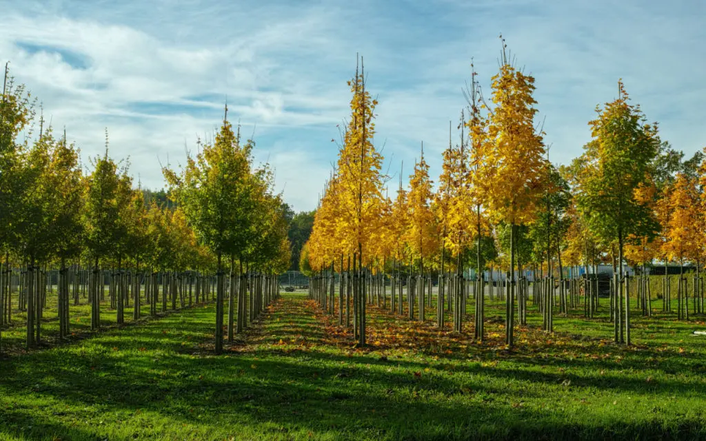 12 Different Types of Trees for Your Yard in 2024