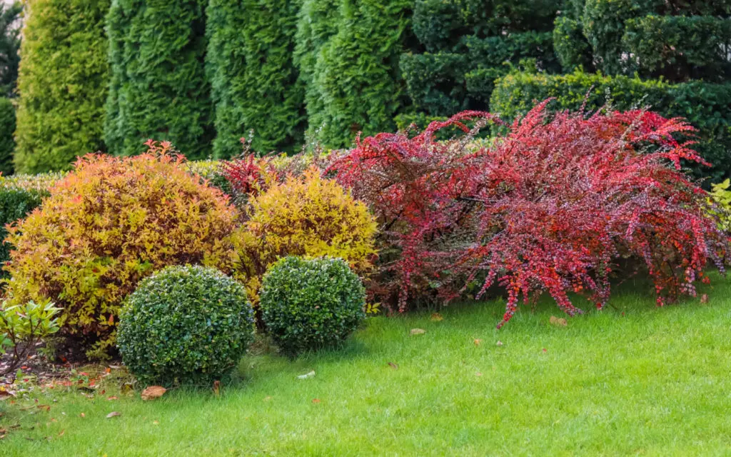 The 14 Most Common Types of Shrubs in 2024