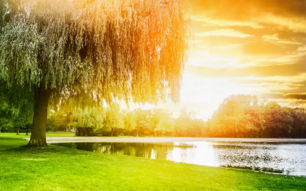 The 8 Types of Willow Trees for a Yard in 2024