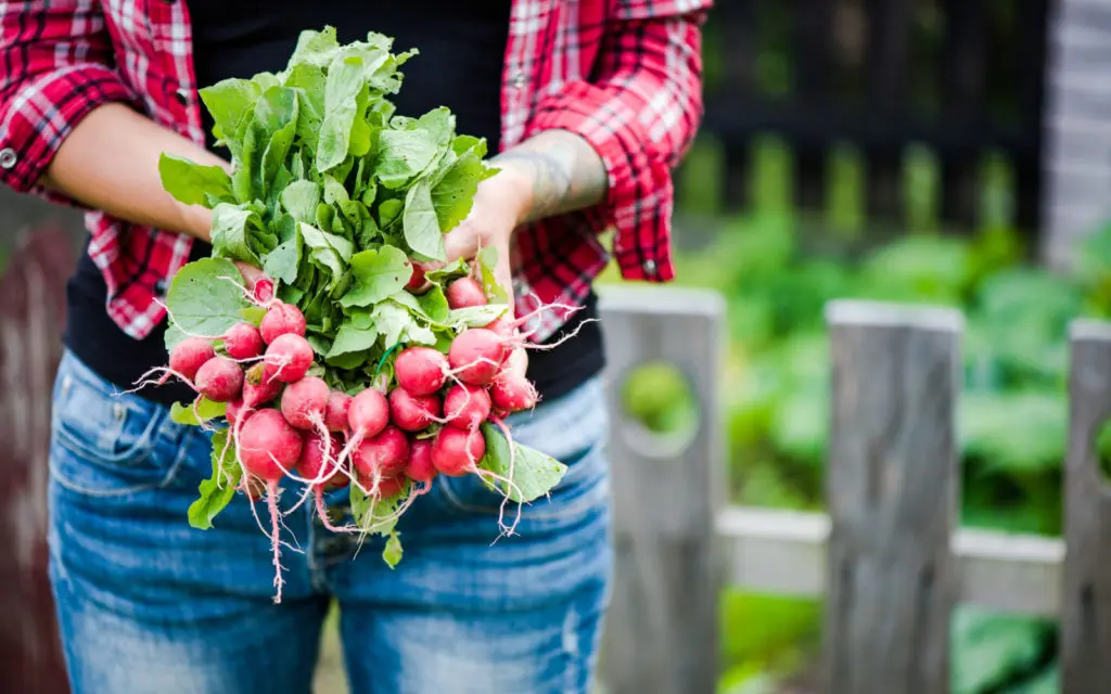 The 7 Main Types of Radishes in 2024