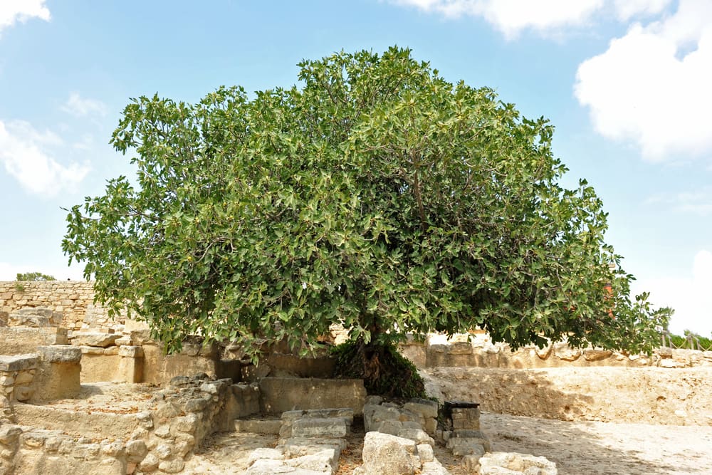 Photo of a fig tree in Crete for a piece on the most common types of fruit trees in America