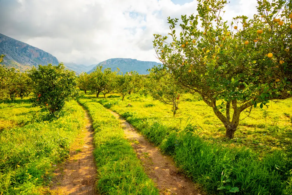 Orchard of lemon trees pictured as one of the most popular types of fruit trees in the US