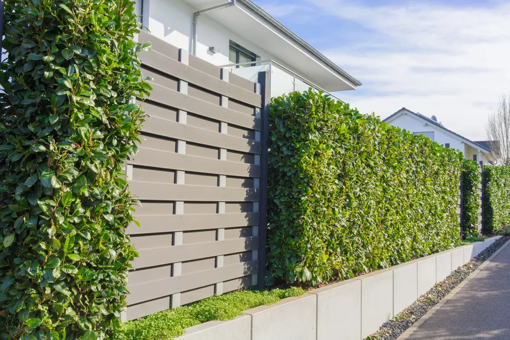 A well-manicured hedge fence running along a yard as an idea for types of fences for a yard