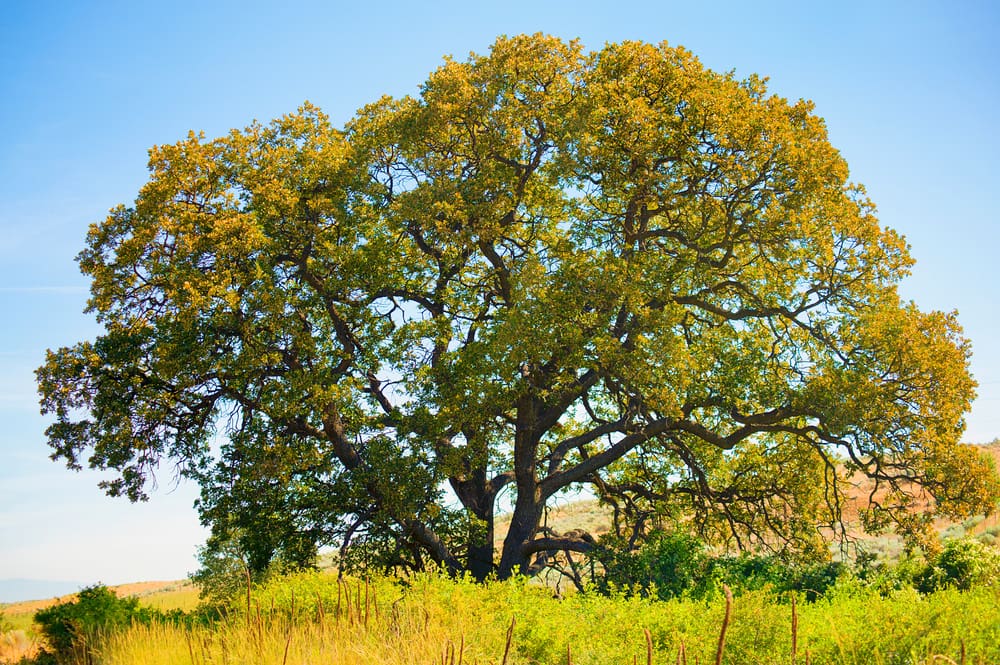 White oak, one of the most common types of trees for a yard, pictured in a field