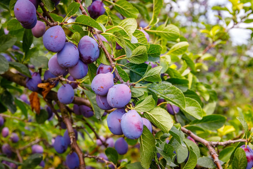 Photo of a plum tree in a yard for a fruit tree type roundup