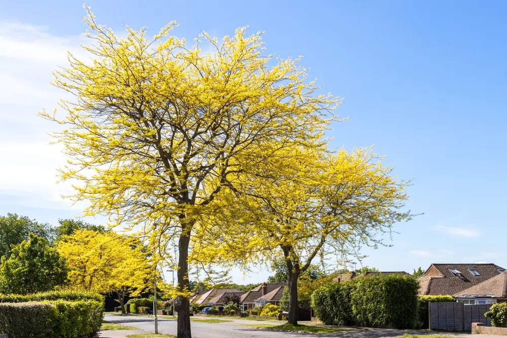 Gorgeous wide shot of a honey locust, one of the most common different types of trees, as seen growing up in the front of a yard