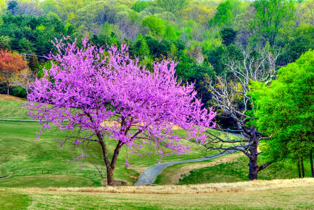 Gorgeous redbud tree as seen in Knoxville TN for a piece on the different types of trees
