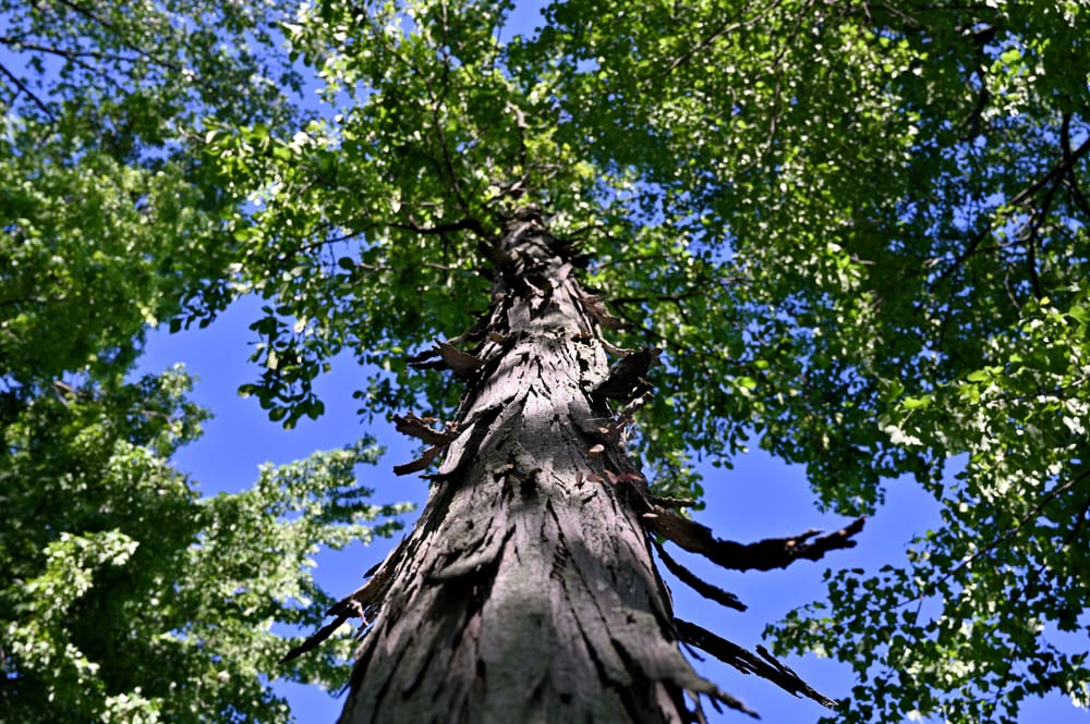 Shagbark Hickory, a different type of tree for a yard, pictured from the base looking upward