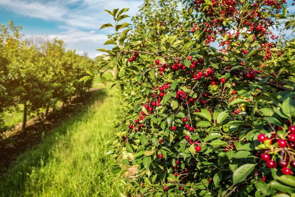 The 10 Main Types Of Fruit Trees In 2023