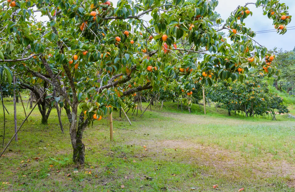 For a types of fruit trees roundup, a persimmon tree in an orchard