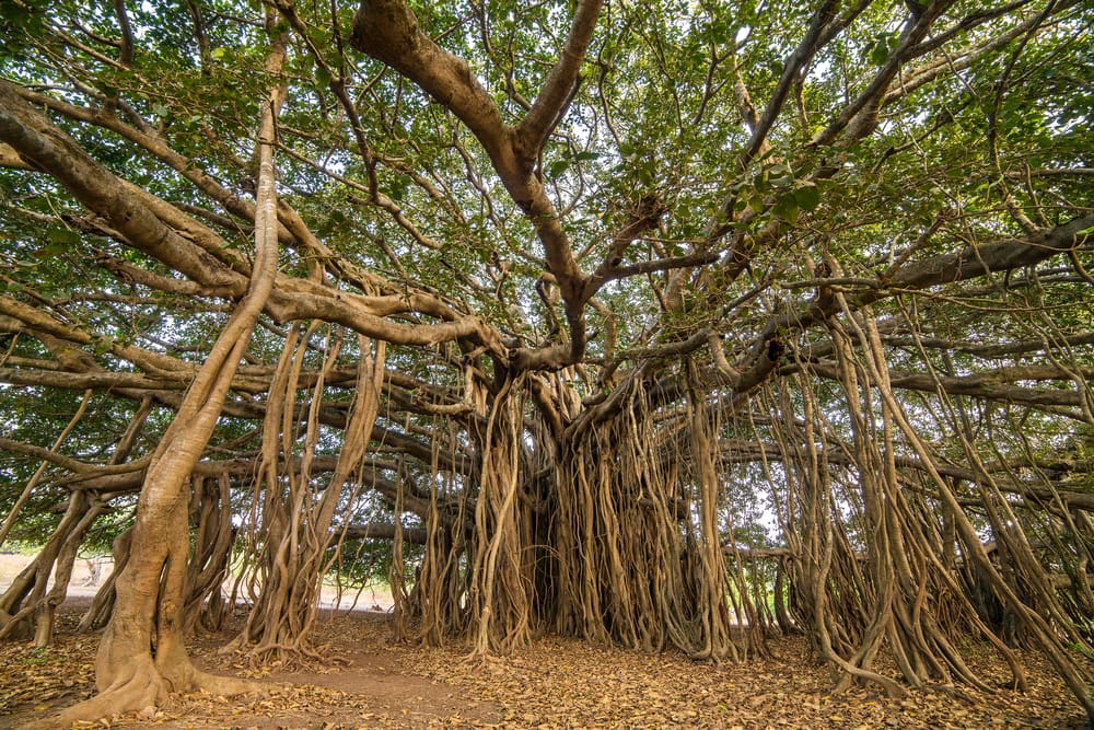 Banyan tree pictured in a park for a roundup of different types of trees