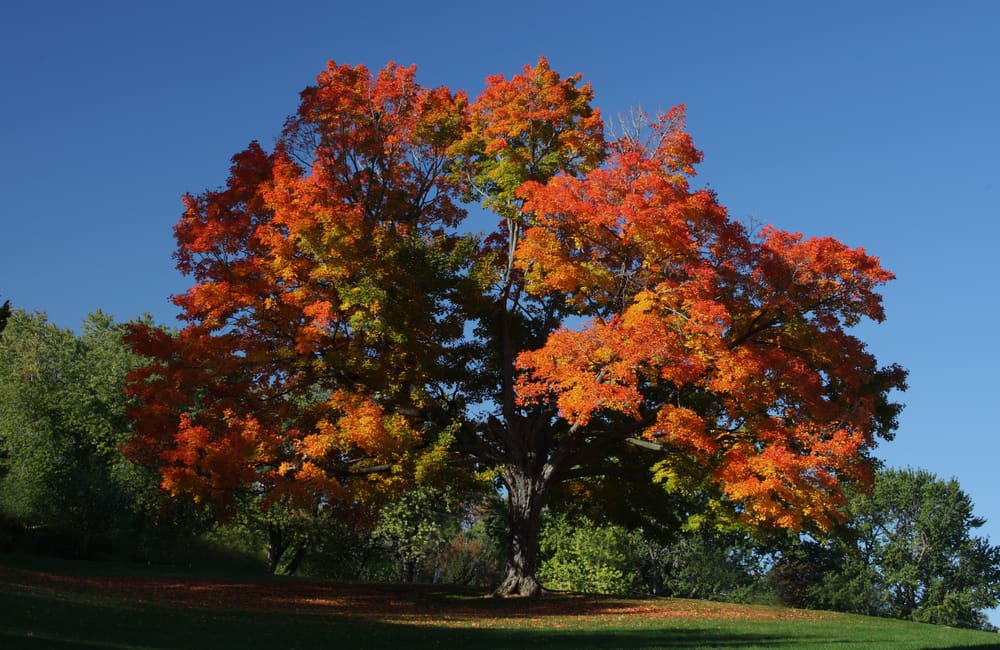 Gorgeous sugar maple, a common type of tree for homes, pictured towering over a green space