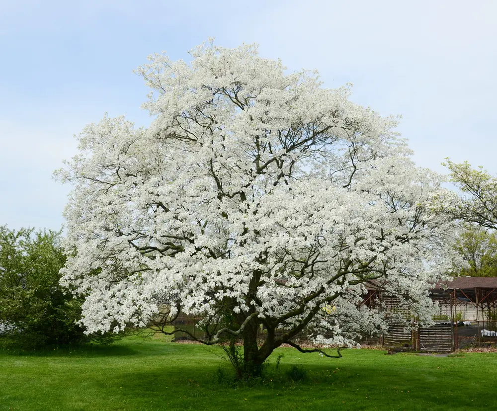 Photo of a white dogwood tree in a park